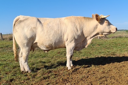 reproductrice charolaise