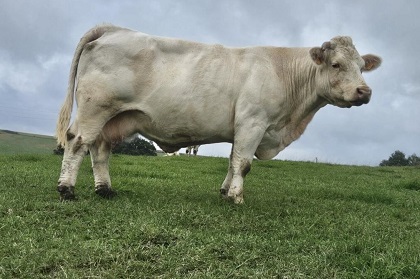 reproductrice charolaise