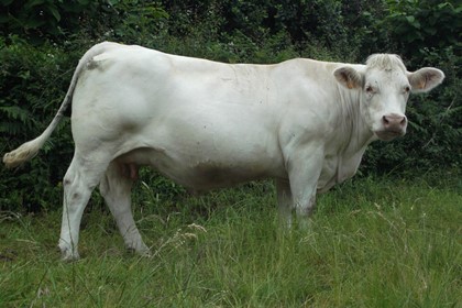 reproductrice charolaise