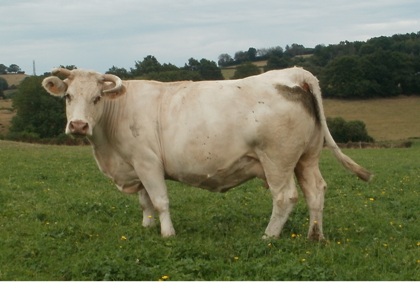 reproductrice charolaise