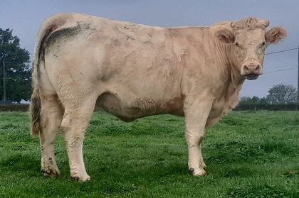 reproductrice charolaise