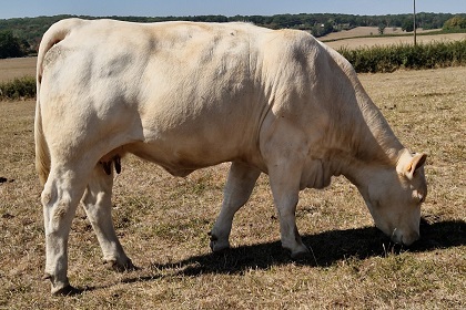 reproductrice charolaise