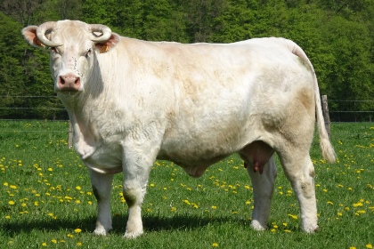reproductrice charolaise