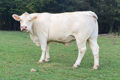 reproductrice charolaise