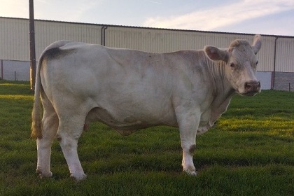 reproductrice charolaise