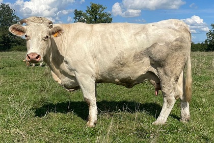 reproductrice charolaise