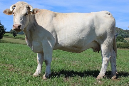 reproductrice charolaise