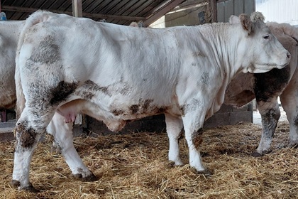 reproductrice charolaise