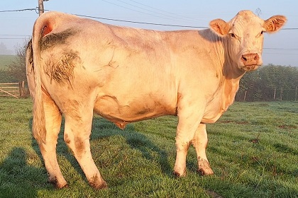 reproductrice charolaise