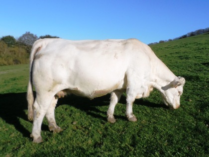 reproductrice charolaise