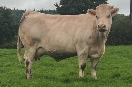 reproductrice charolaise