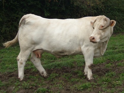 reproductrice charolaise