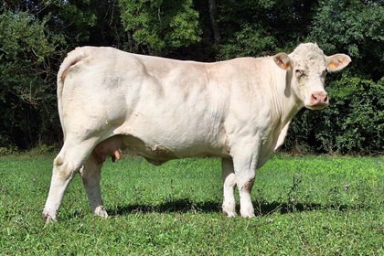 reproductrice charolaise