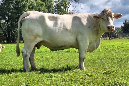 reproductrice charolaise