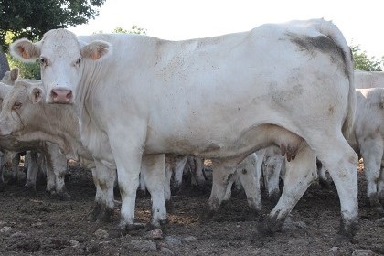 reproductrice charolaise