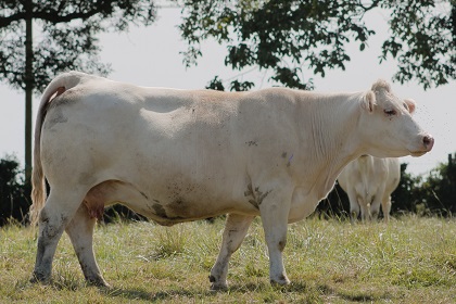reproductrice charolaise