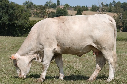 reproductrice charolaise