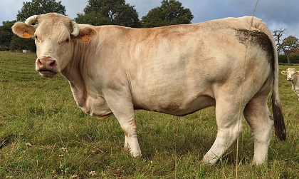 reproductrice charolaise