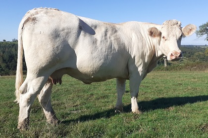 reproductrice charolaise