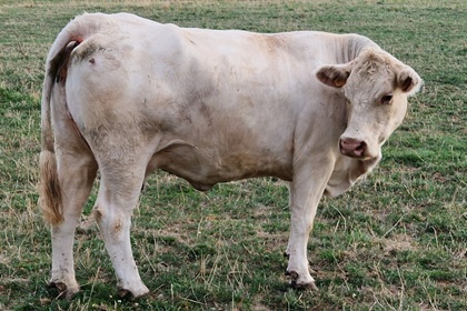reproductrice charolaise
