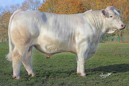 reproducteur charolais inscrit