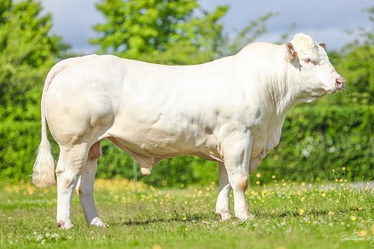 reproducteur charolais inscrit