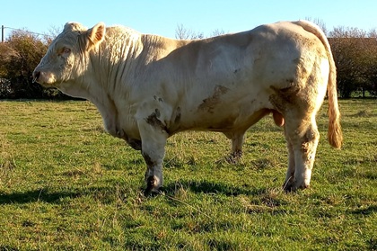 reproducteur charolais inscrit