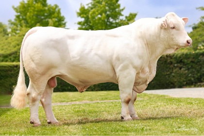 reproducteur charolais inscrit