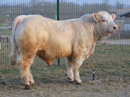 reproducteur charolais inscrit