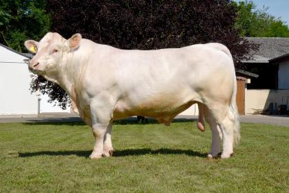 reproducteur charolais inscrit