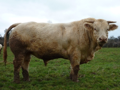 reproducteur charolais inscrit