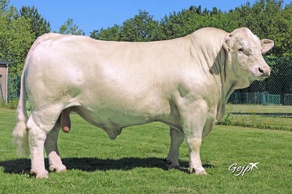reproducteur charolais inscrit