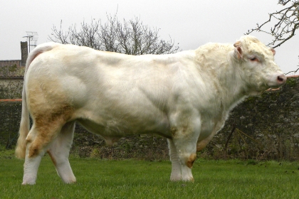 reproducteur charolais inscrit
