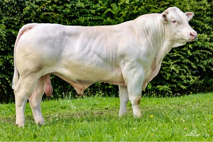 reproducteur charolais inscrit