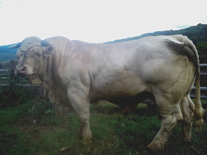 reproducteur charolais inscrit