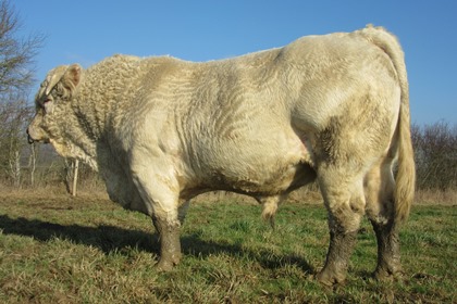 reproducteur charolais inscrit