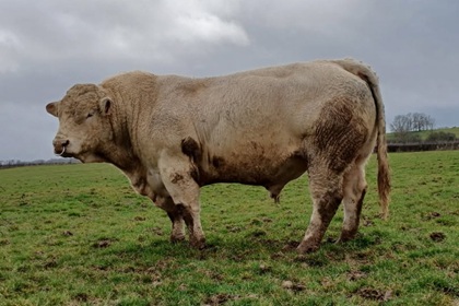 reproducteur charolais inscrit