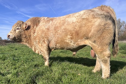 reproducteur charolais inscrit