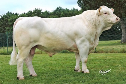 reproducteur charolais inscrit