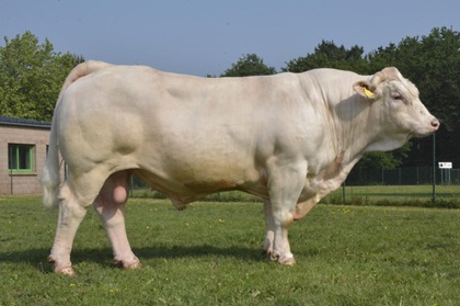 reproducteur charolais inscrit