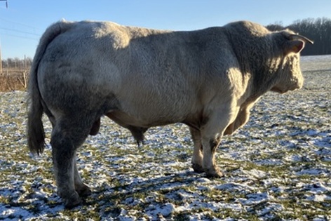 reproducteur charolais inscrit