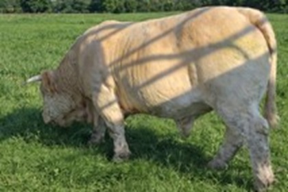 reproducteur charolais inscrit