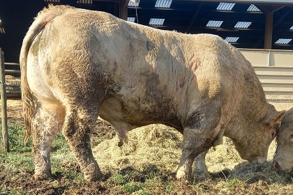 reproducteur charolais inscrit