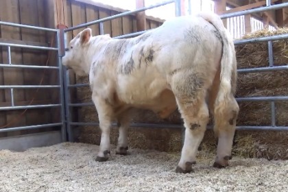 reproducteur charolais inscrit