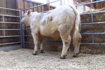 reproducteur charolais inscrit