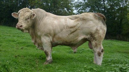 reproducteur charolais inscrit