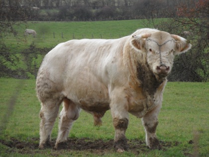 reproducteur charolais inscrit