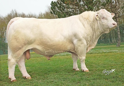 reproducteur charolais inscrit