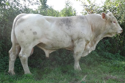 reproducteur charolais inscrit
