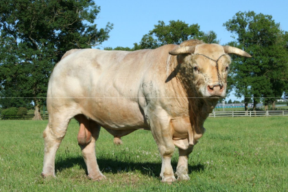 reproducteur charolais inscrit
